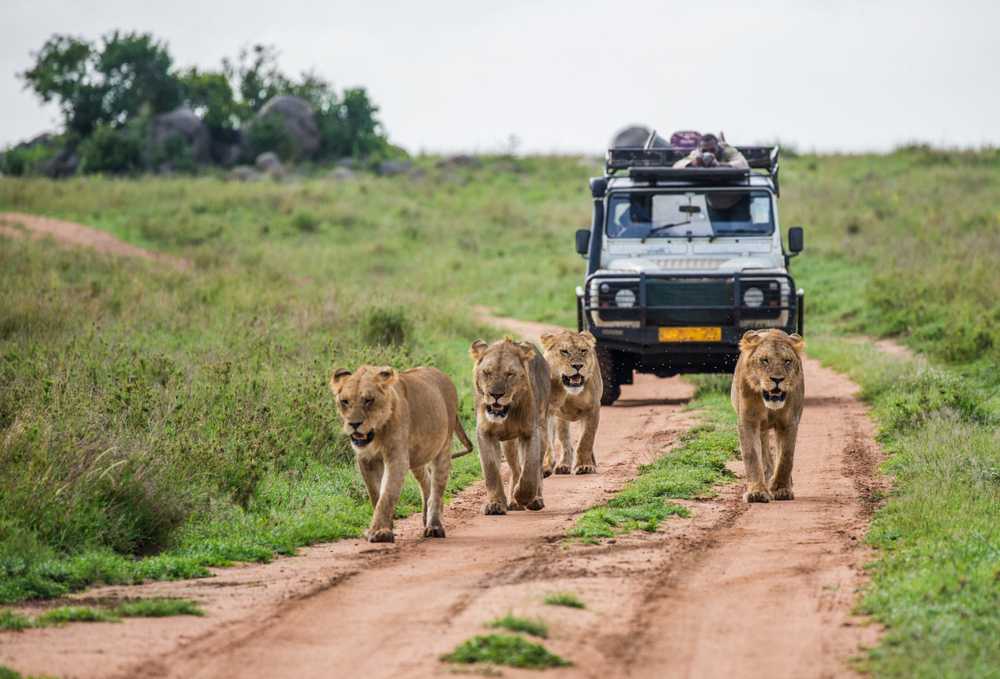 What is Akagera national park best for on Rwanda wildlife safari